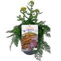 Afbeelding van VP Achillea P19 Milly Rock Yellow Terracotta